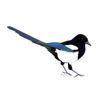 Magpie Bird Card