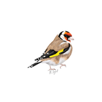 Goldfinch Bird Card