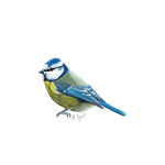 Bluetit Bird Card