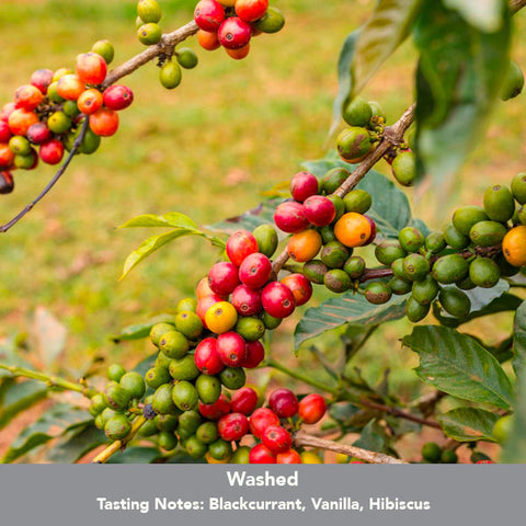 Imbibe Coffee Roasters - Kenya Tambaya - 250g Wholebean Coffee