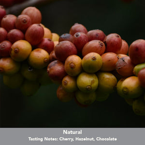 Imbibe Coffee Roasters – Panama Baru Black Mountain (250g Wholebean Coffee)