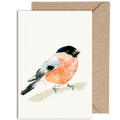 Bullfinch