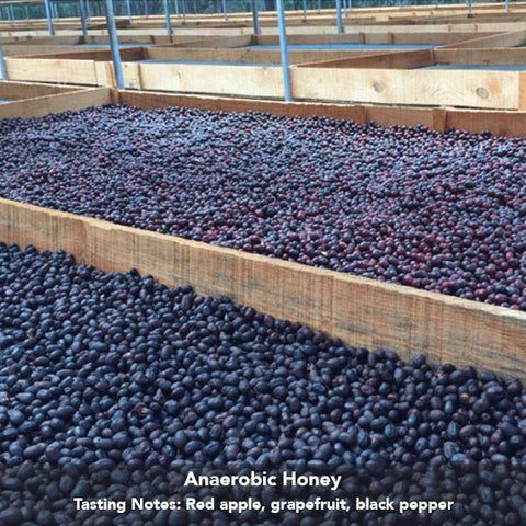 Imbibe Coffee Roasters - Nicaragua Finca Samaria - 250g Wholebean Coffee