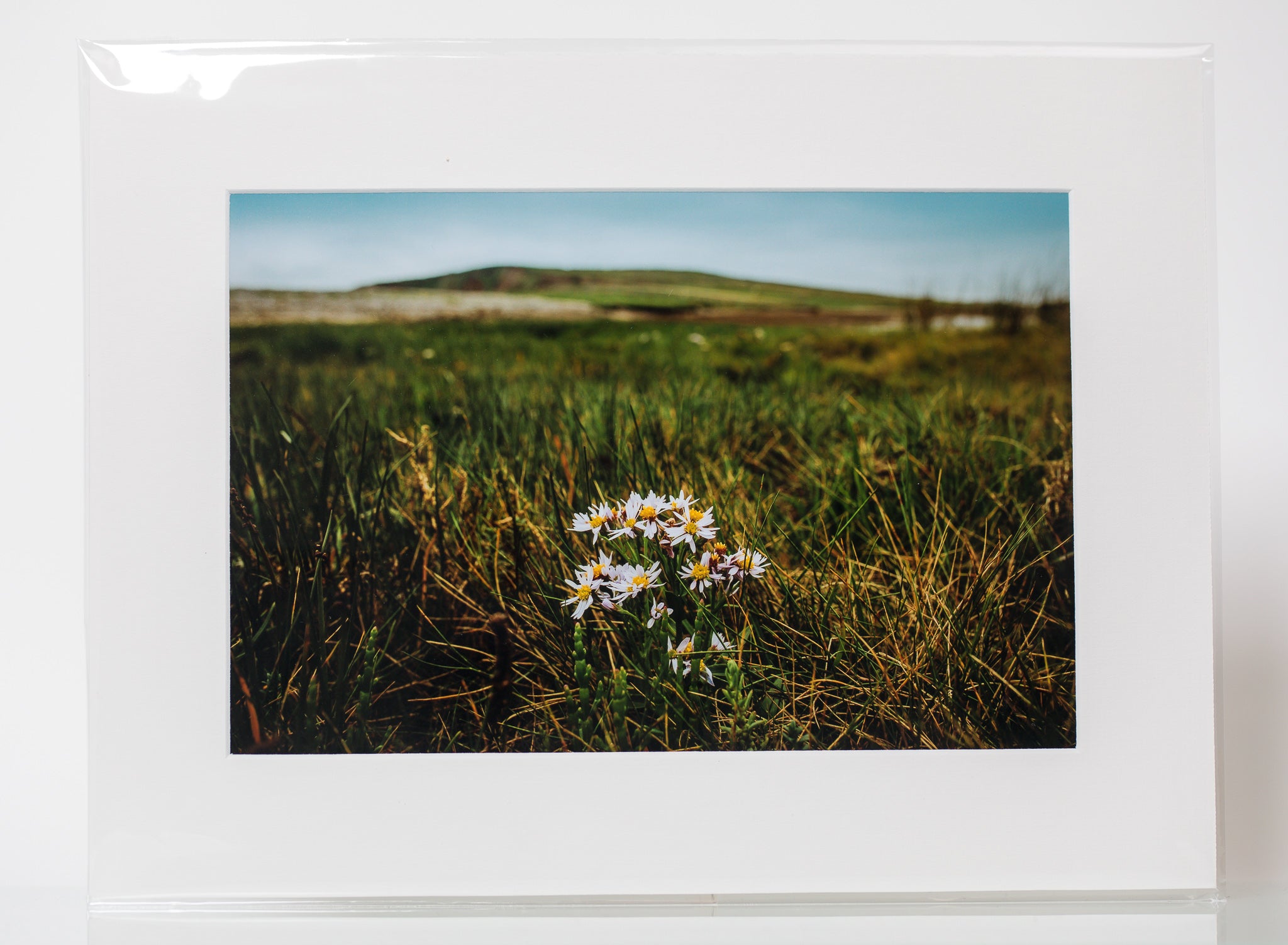 Daisies - Mounted Print